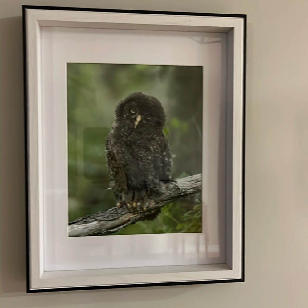 Sassy Owl Framed Print